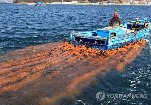겨울 바다 헤치며 육지로 향하는 멍게