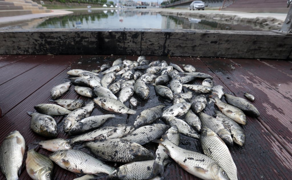 지난 2013년 삼락천에서 집단폐사한 물고기