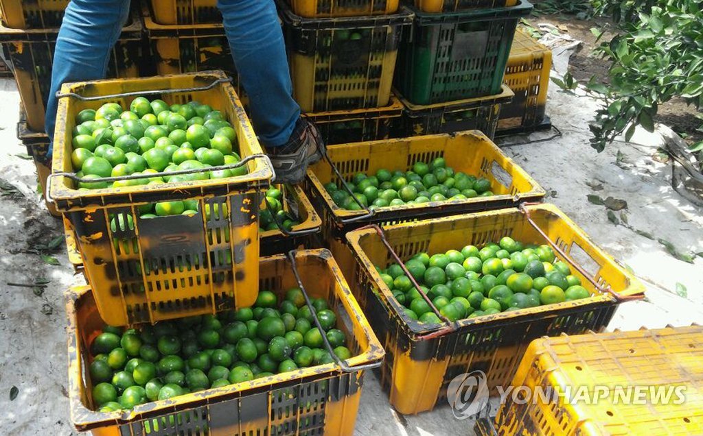 덜 익은 제주 노지감귤 강제착색 적발
