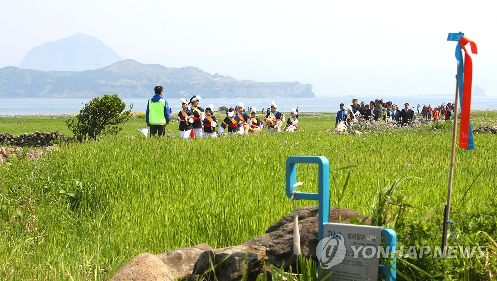 제주 가파도 올레길 청보리밭 사이로