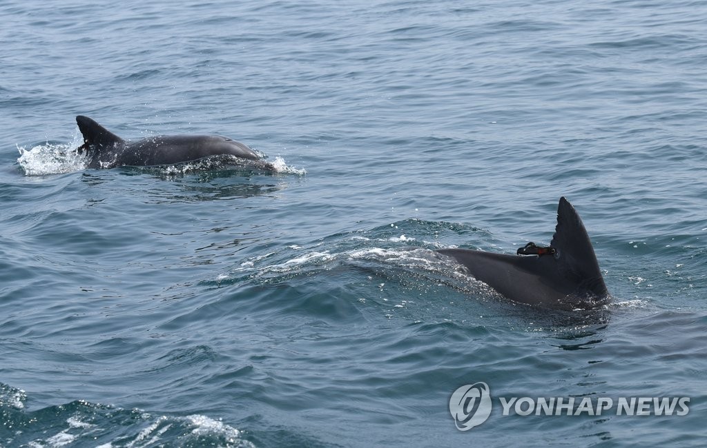 고향바다서 자유찾은 태산·복순