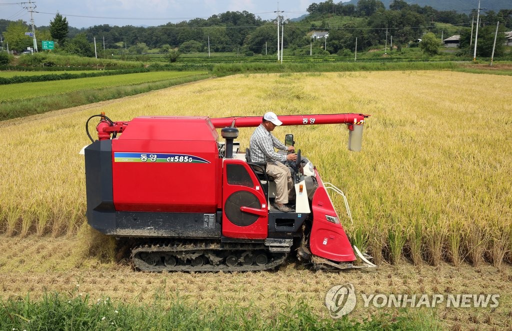 횡성지역 첫 벼베기(연합뉴스 자료사진)
