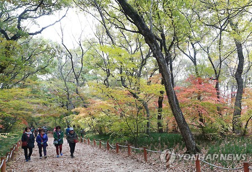 함양 천년의 숲 물들인 단풍(연합뉴스 자료사진)