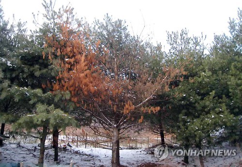 소나무재선충에 감염된 소나무(연합뉴스 자료사진)