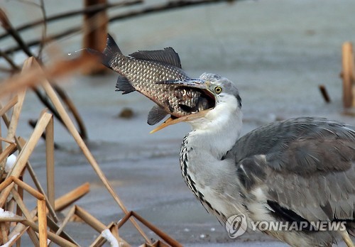 삼켰을까?…왜가리의 먹이사냥
