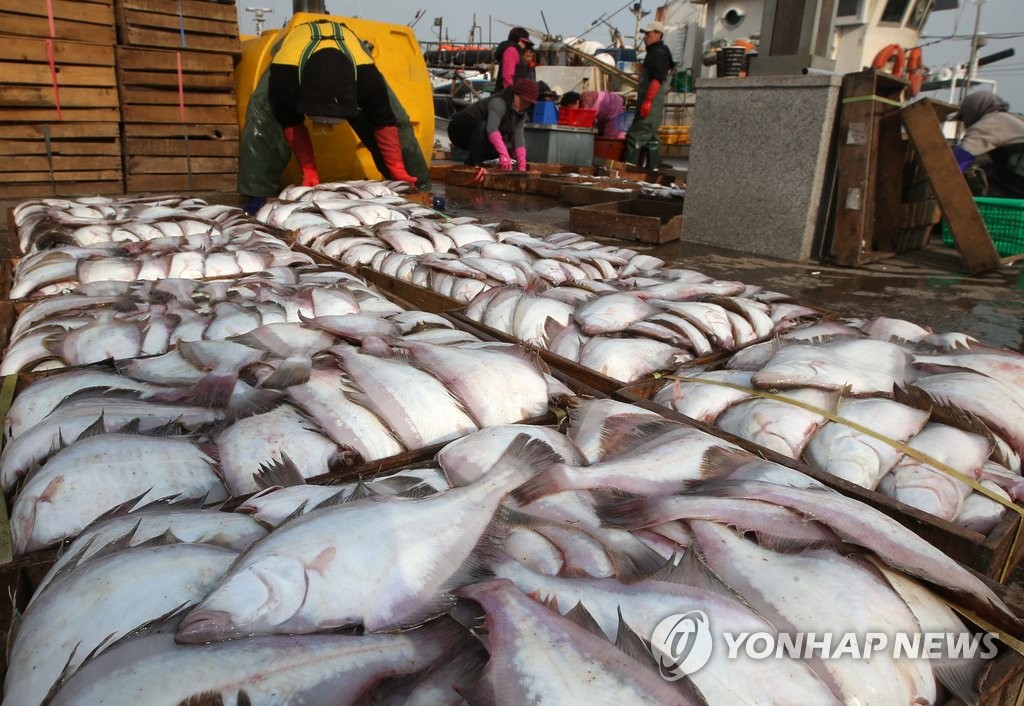 울산 정자 앞바다에서 잡힌 가자미