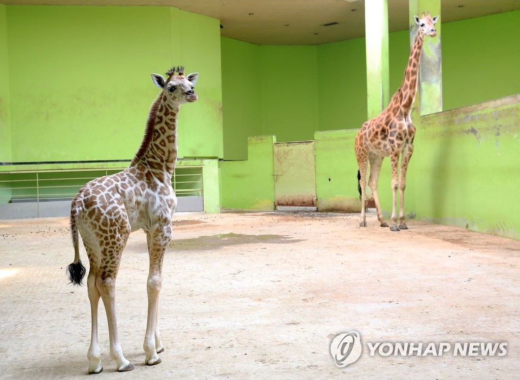 새끼 기린 '엘사' 26일 새벽 하늘나라로