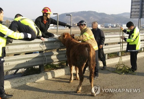 고속도로에 난입한 소 포획