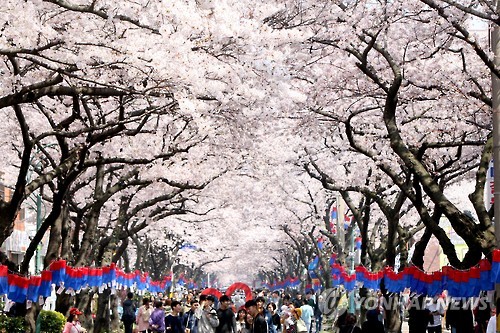 제주 전농로 왕벚꽃 축제 이달 28∼30일 열려
