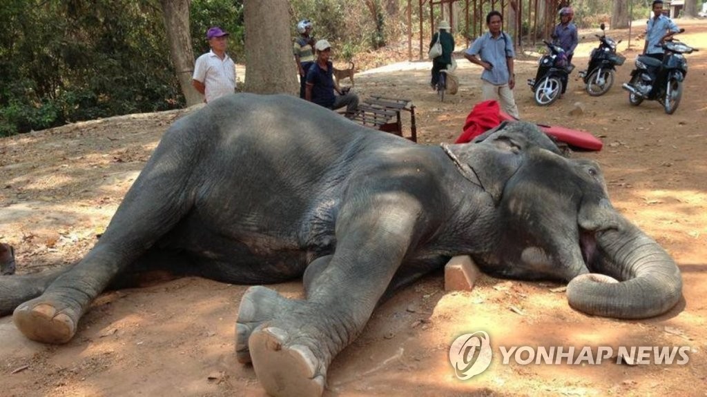 관광객 태운 뒤 죽은 앙코르와트 코끼리