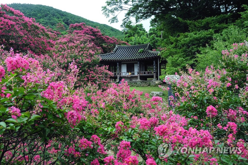 <길따라 멋따라> 진달래 핀 명옥헌원림
