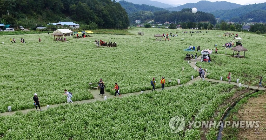 메밀꽃밭에서 추억 만들기