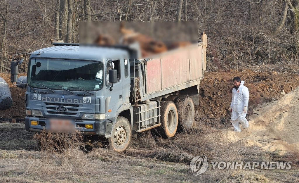 매몰지로 옮겨지는 소