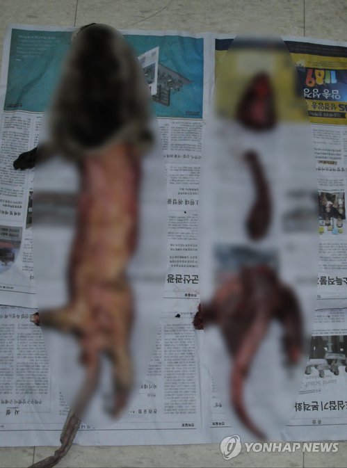 40대 농민이 불법 포획한 수달