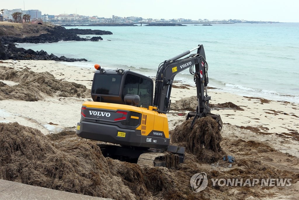 제주 해안에 또 밀려온 괭생이모자반