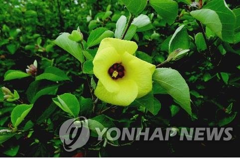 제주 자생 '노랑무궁화'