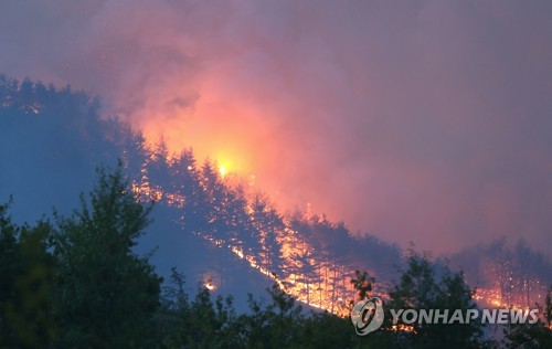 산림 집어삼키는 화마