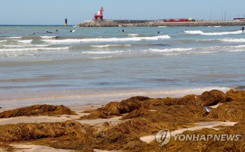 괭생이모자반 쌓인 제주 해수욕장