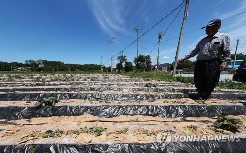 '비가 와야 살아날 텐데'