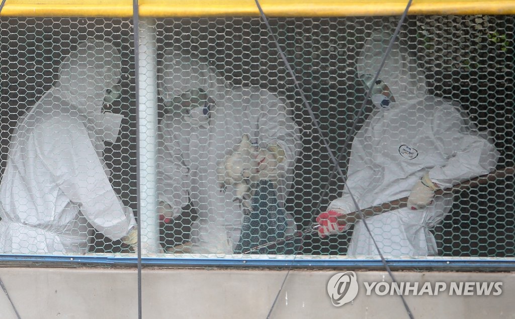 제주 최대 가금류 살처분 작전