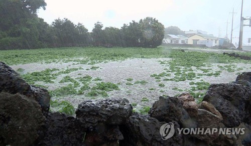 밭에 가득 고인 빗물