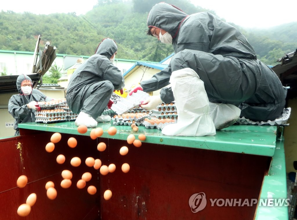 수거차량으로 폐기되는 살충제 계란