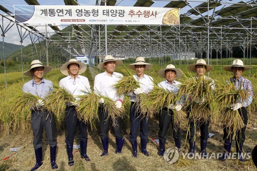 영농형 태양광발전단지서 벼 수확