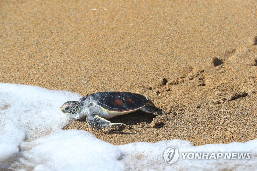 '여기가 진짜 바다야'