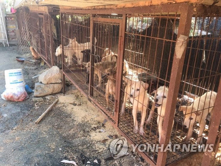 개 사육 농장 철창 속 동물들