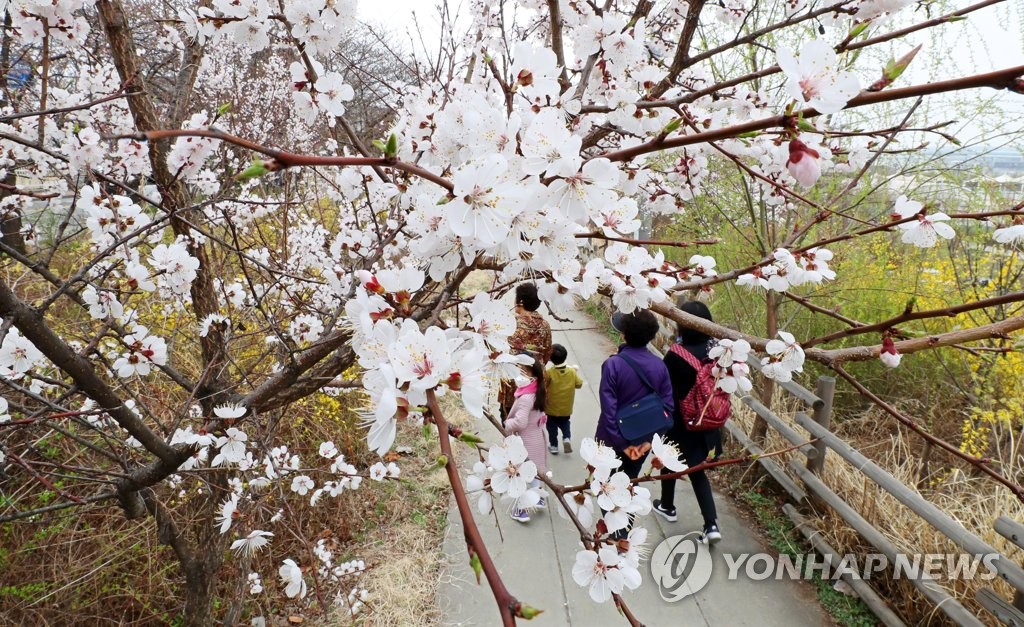 벚꽃 만개한 한강