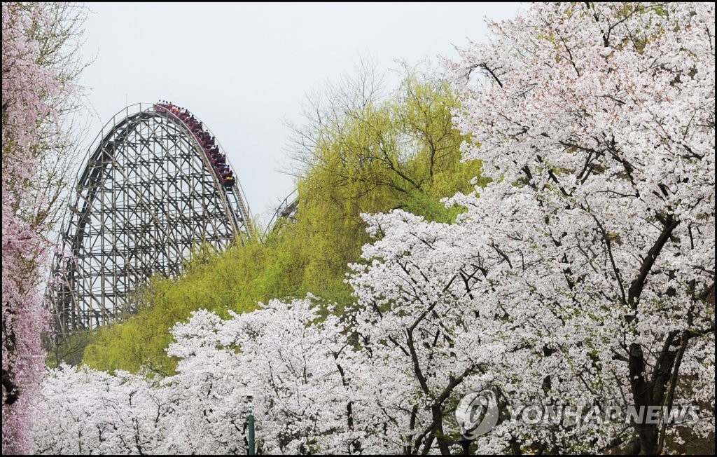 '용인에버 벚꽃축제'