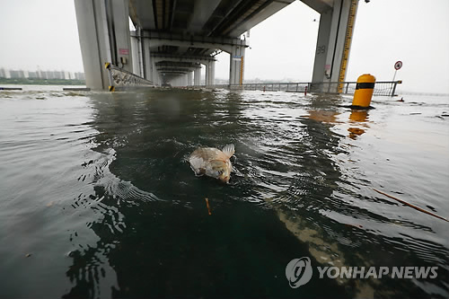 잠수타던 물고기가 수면위로