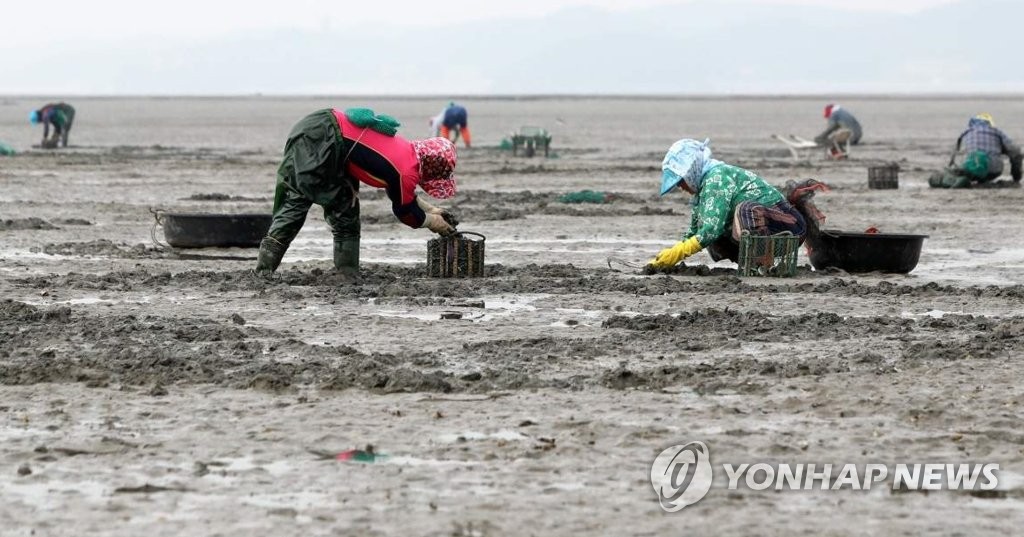 태안 황도 앞바다 바지락 잡이
