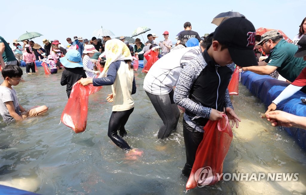 맨손으로 전어 잡아요