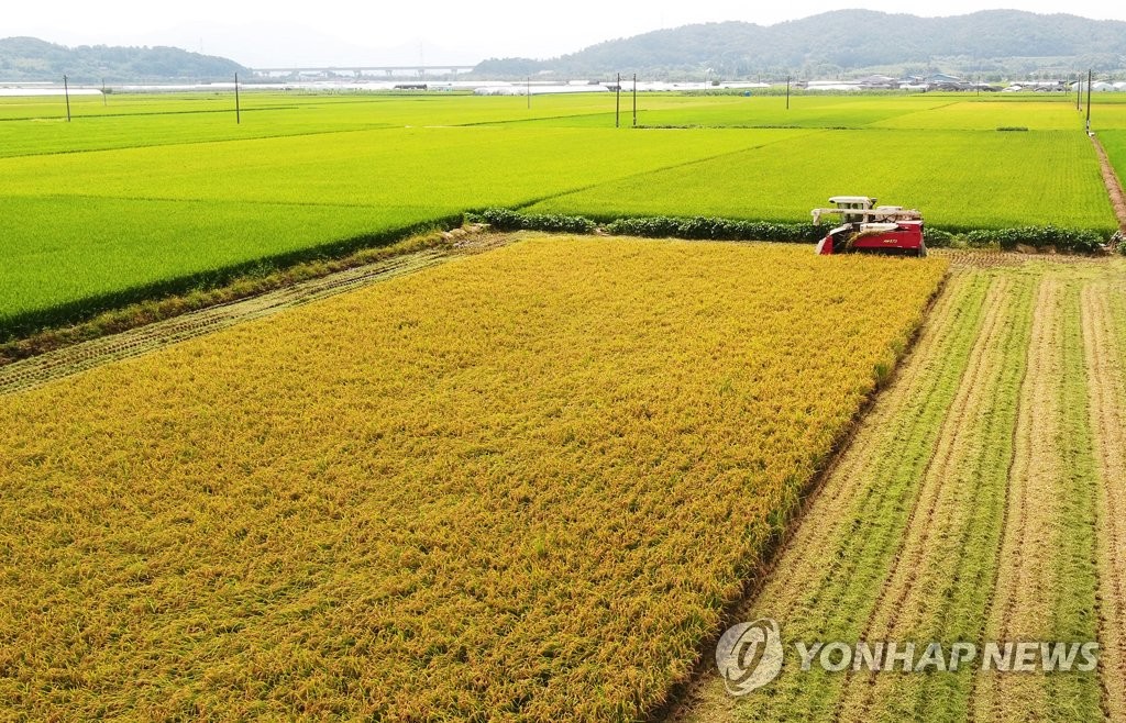 벼 수확