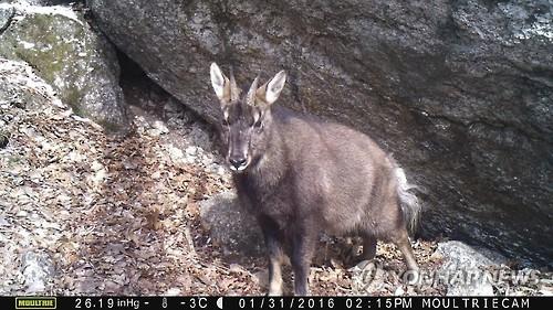 This image, provided by an environmental activist group on Feb. 2, 2016, shows an endangered Korean goral photographed with a camera trap along the planned route of the Mount Seorak cable car. (PHOTO NOT FOR SALE) (Yonhap)