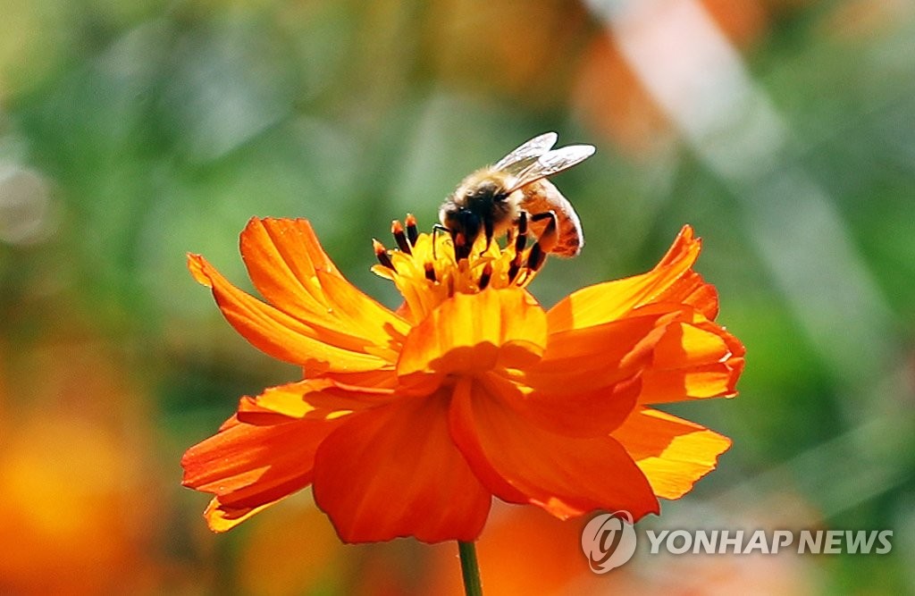 기후변화로 사라질 꿀벌