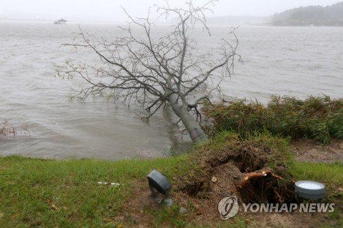 물에 잠긴 강릉 경포…뿌리째 뽑힌 나무