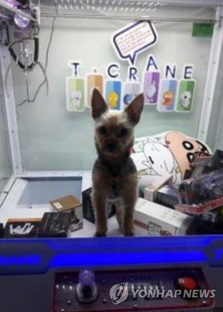 인형뽑기 기계에 갇힌 강아지