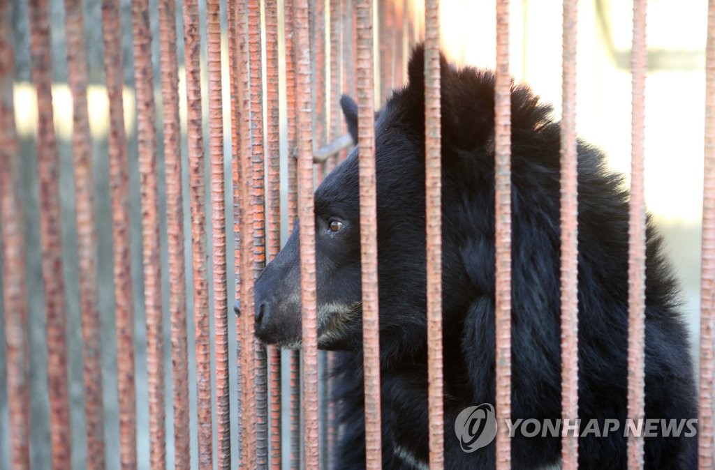 '죽기 전에 사육장에서 벗어날 수 있을까'