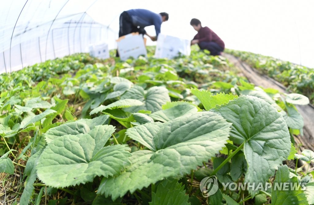봄 입맛 돋울 '거창 곤달비' 수확