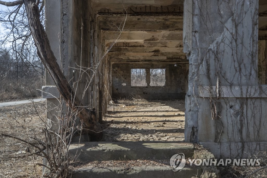 전쟁의 상처 뒤로 자란 나무
