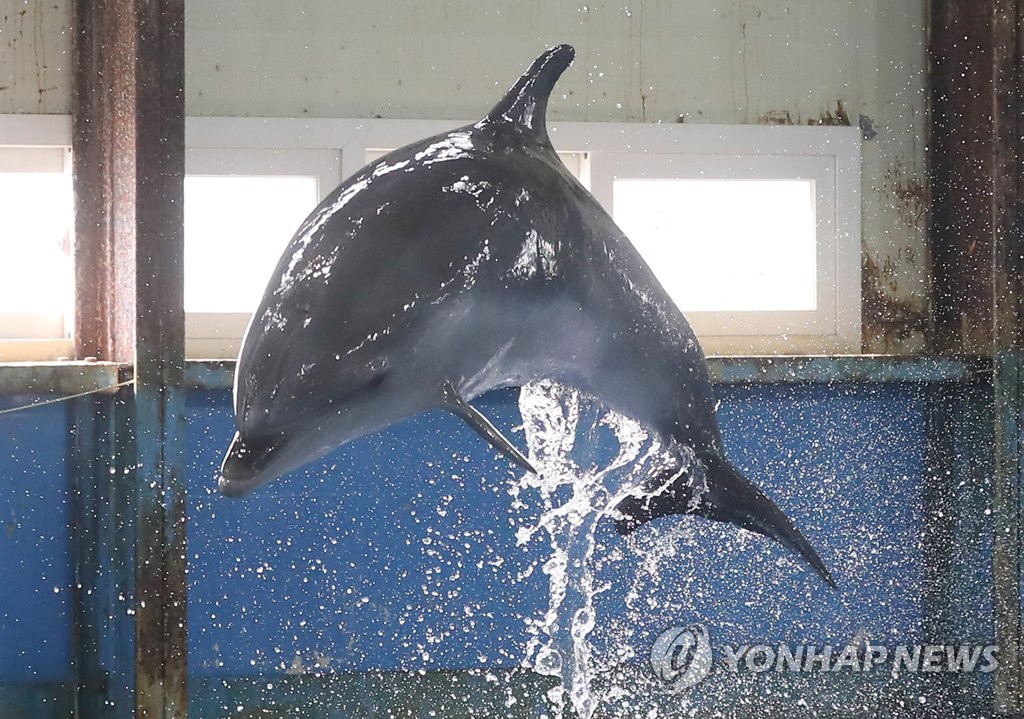 점프하는 고래생태체험관 새끼 돌고래