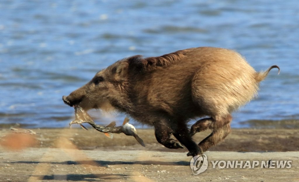 숭어 물고 달리는 멧돼지