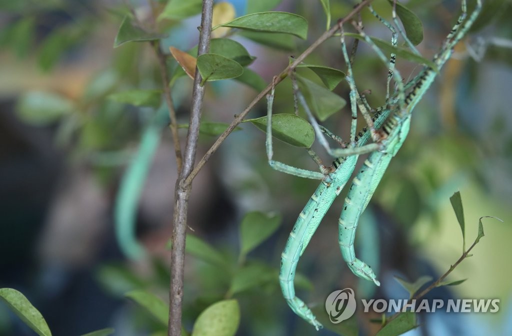 자연에 숨은 왕대벌레
