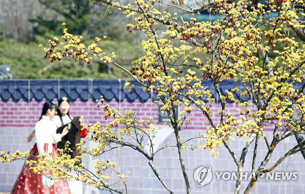 노란 산수유로 더해진 봄