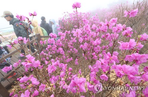 '참꽃 만개한 비슬산'