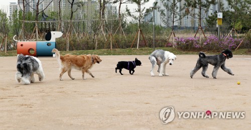 반려견 놀이터