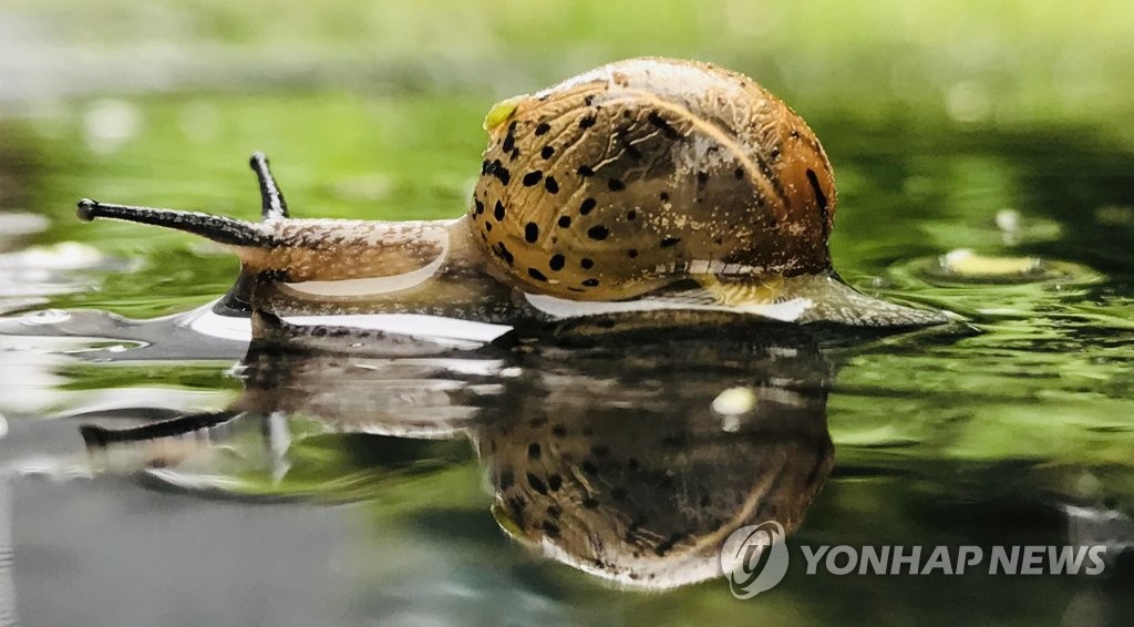 Snail enjoying rain Snail enjoying rain