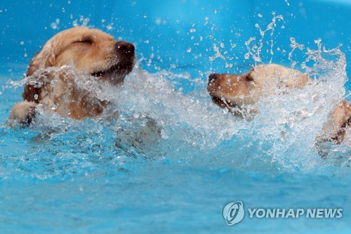 견공들의 여름